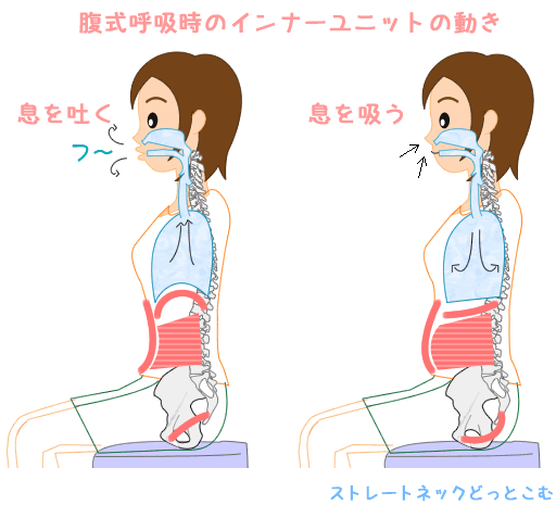 腹式呼吸時のインナーユニットの動き イラスト